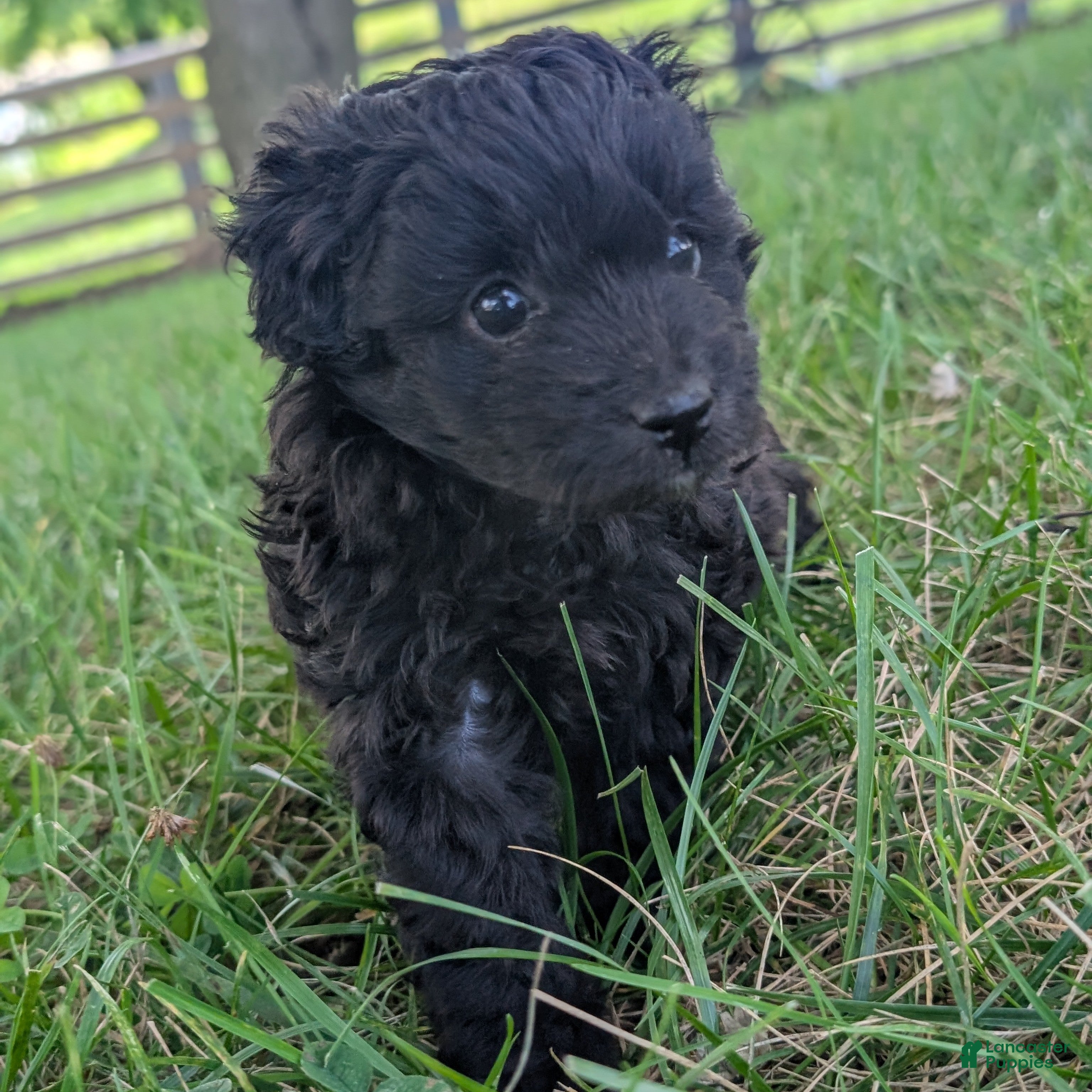 Pomapoo dogs Poppy - Ad 2