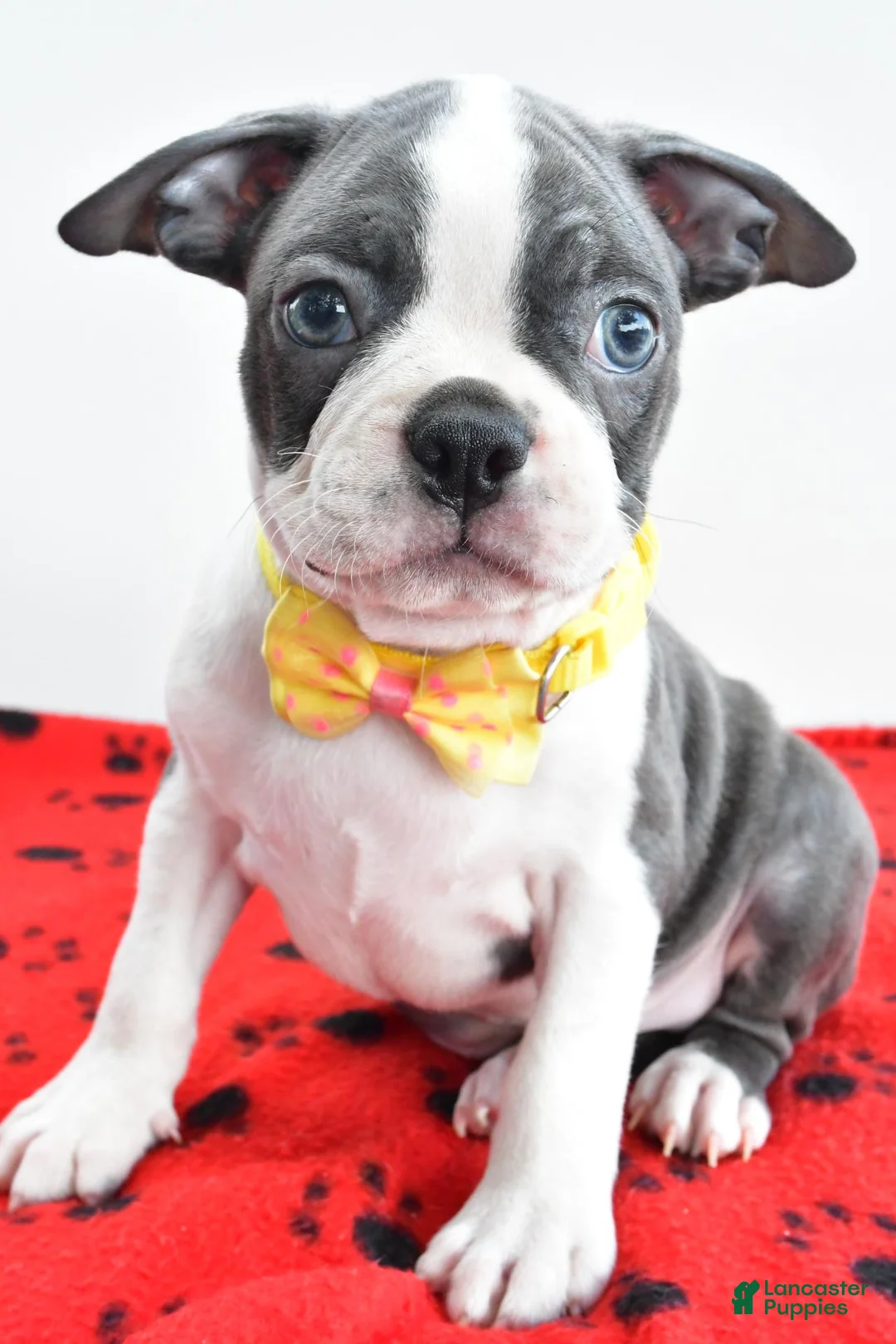 Boston Terrier dogs for sale: Ian - Ad 1