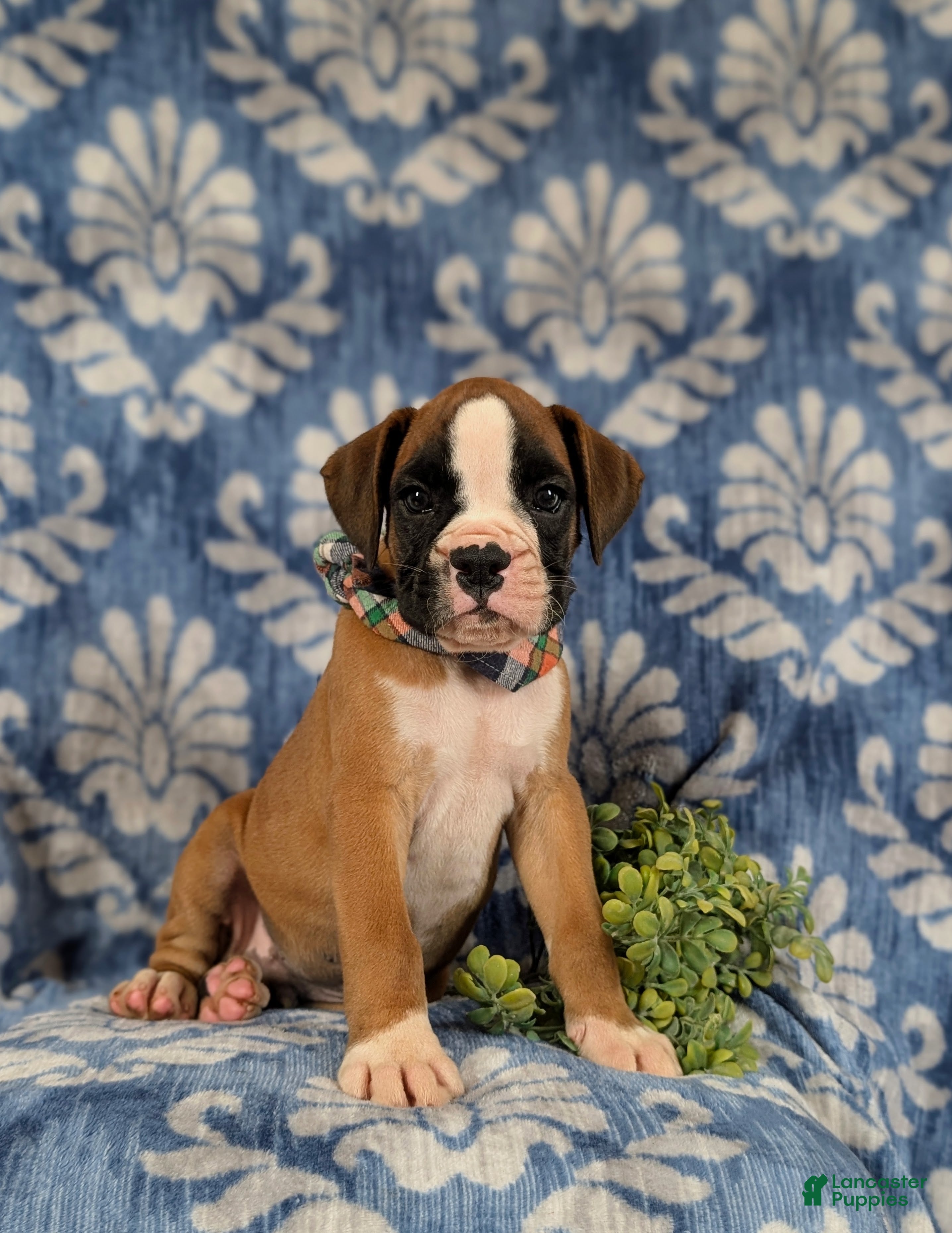 Boxer dogs Paco - Ad 1