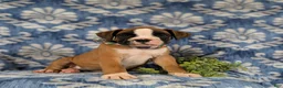 Boxer dogs for sale: Paco - Ad 1