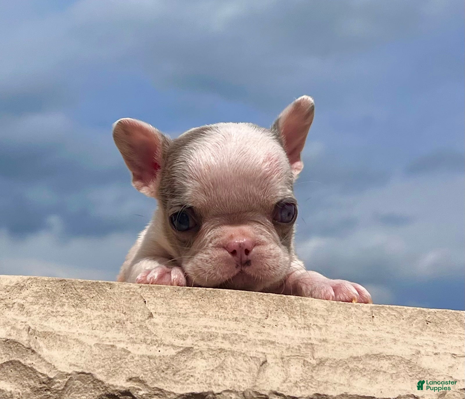 French Bulldog dogs Benson - Ad 2