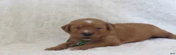 Golden Retriever dogs for sale: LOYAL - Ad 4