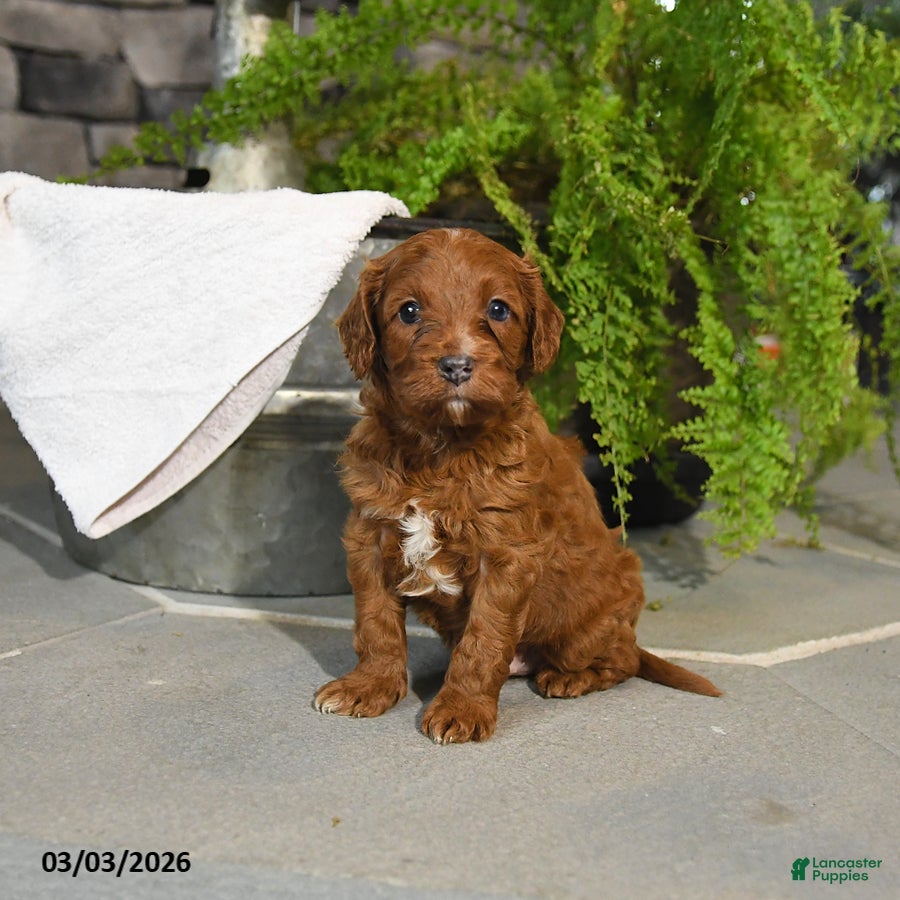 Cavapoo dogs Tango - Ad 2