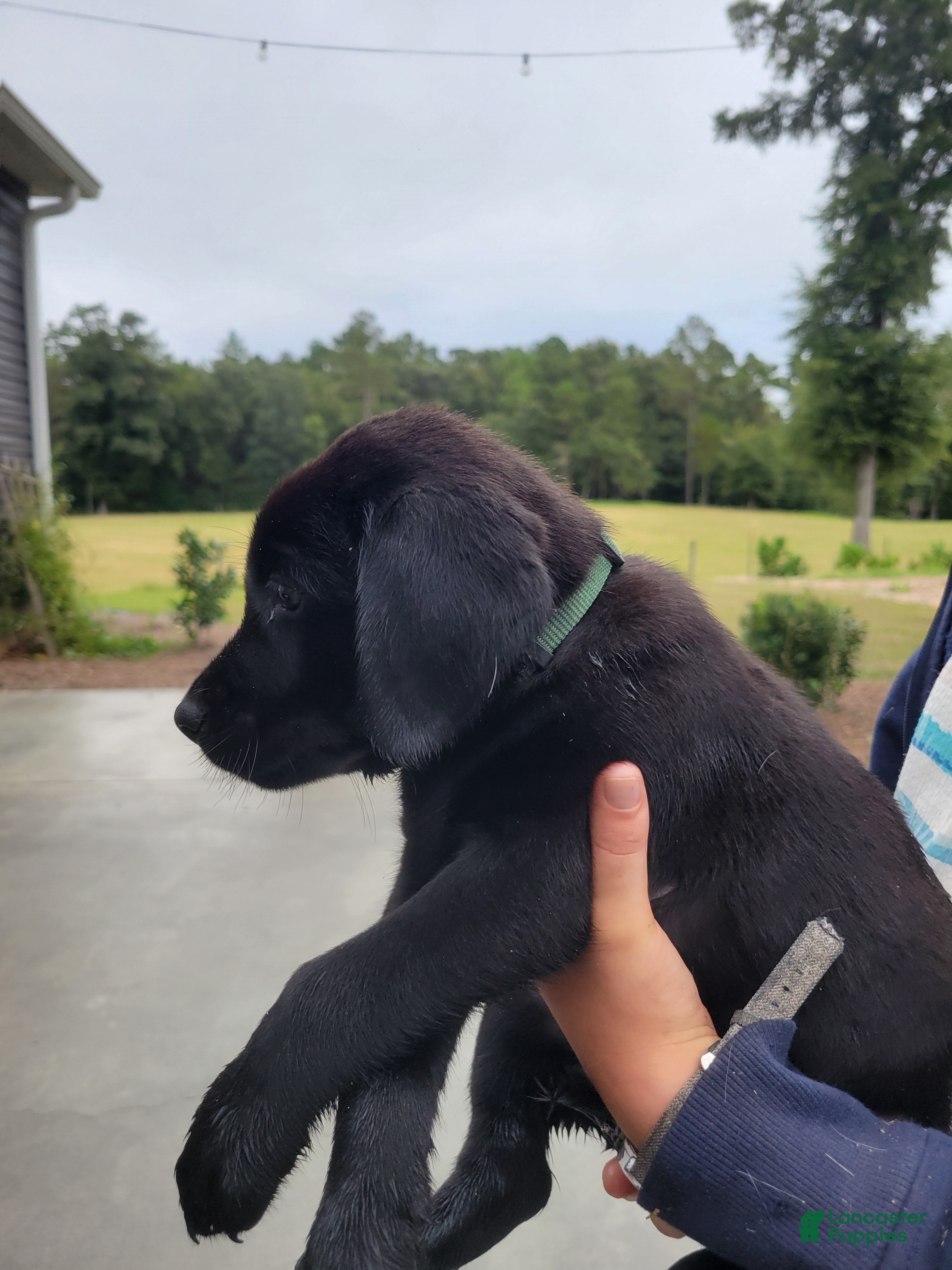 Labrador Retriever dogs Labrador Retriever 7 (green) - Ad 2
