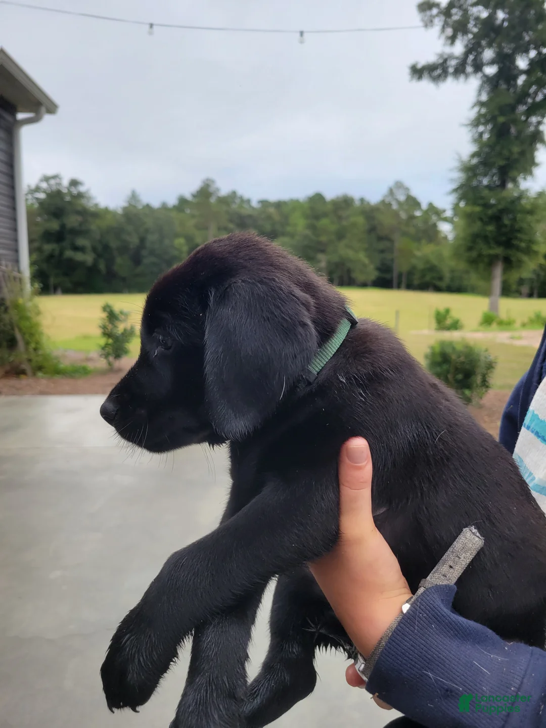 Labrador Retriever dogs for sale: Labrador Retriever 7 (green) - Ad 2