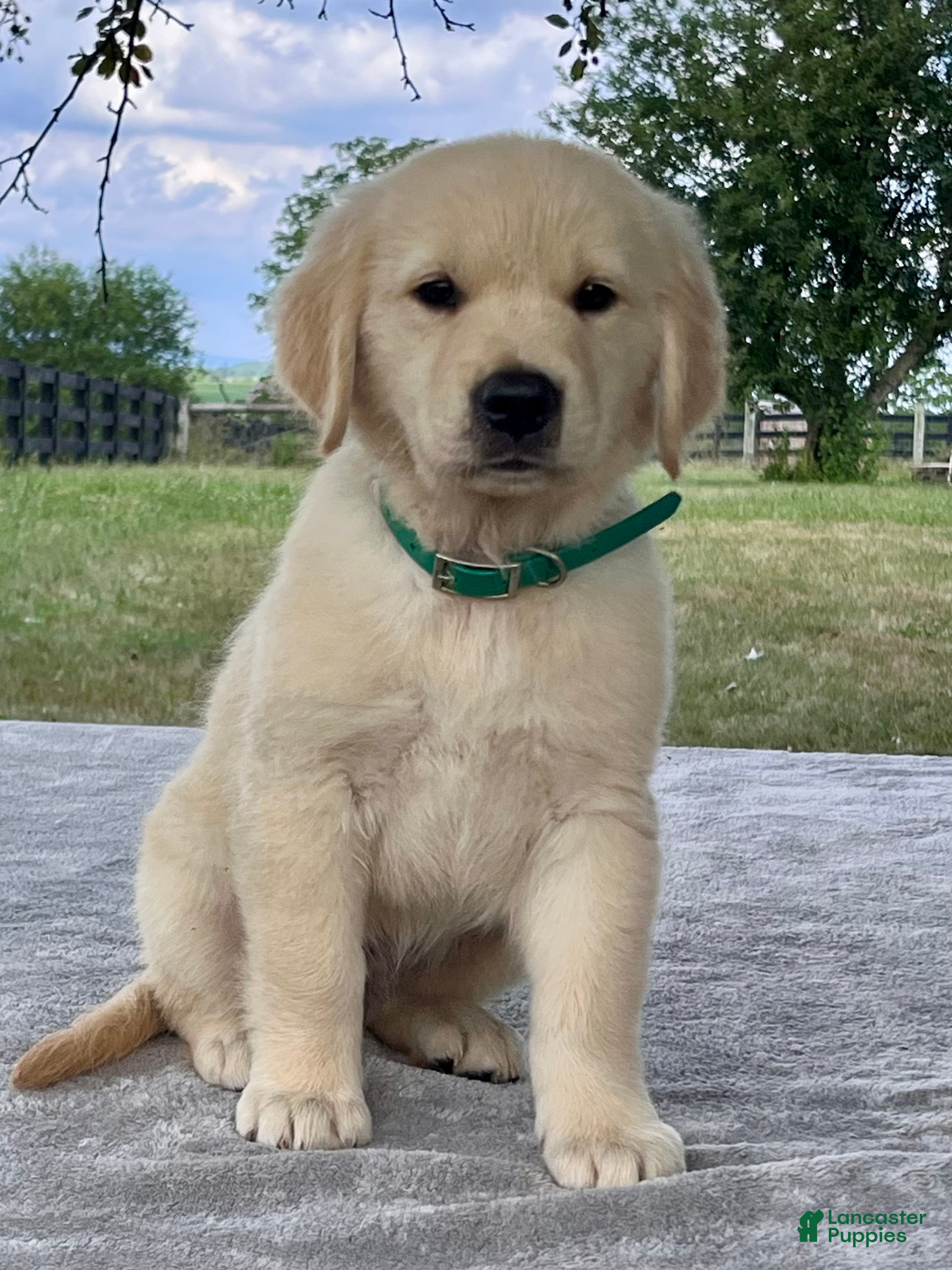 Golden Retriever dogs Chance - Ad 2