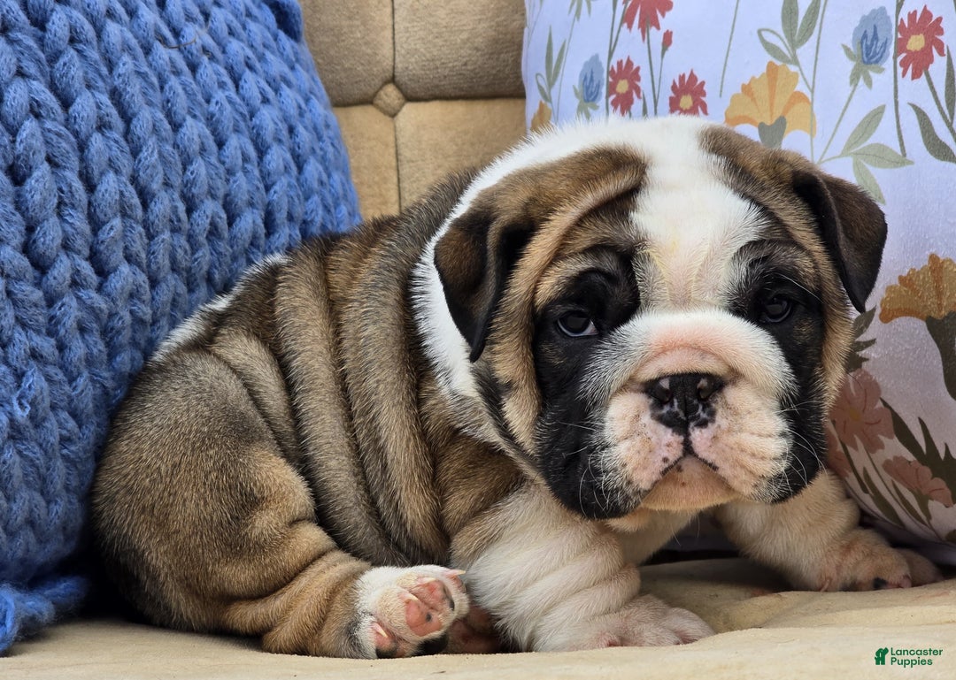 English Bulldog dogs for sale: Bubbles - Ad 7