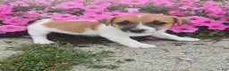 Jack Russell Terrier dogs for sale: Tip - Ad 4