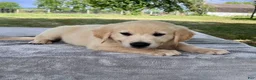 Golden Retriever dogs for sale: Carter - Ad 4