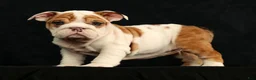 English Bulldog dogs for sale: Roxie - Ad 1