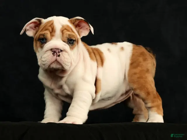 English Bulldog dogs for sale: Roxie - Ad 1