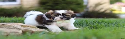 Shih Tzu dogs for sale: Bohdi - Ad 8