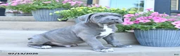 Cane Corso dogs for sale: Roscoe - Ad 3