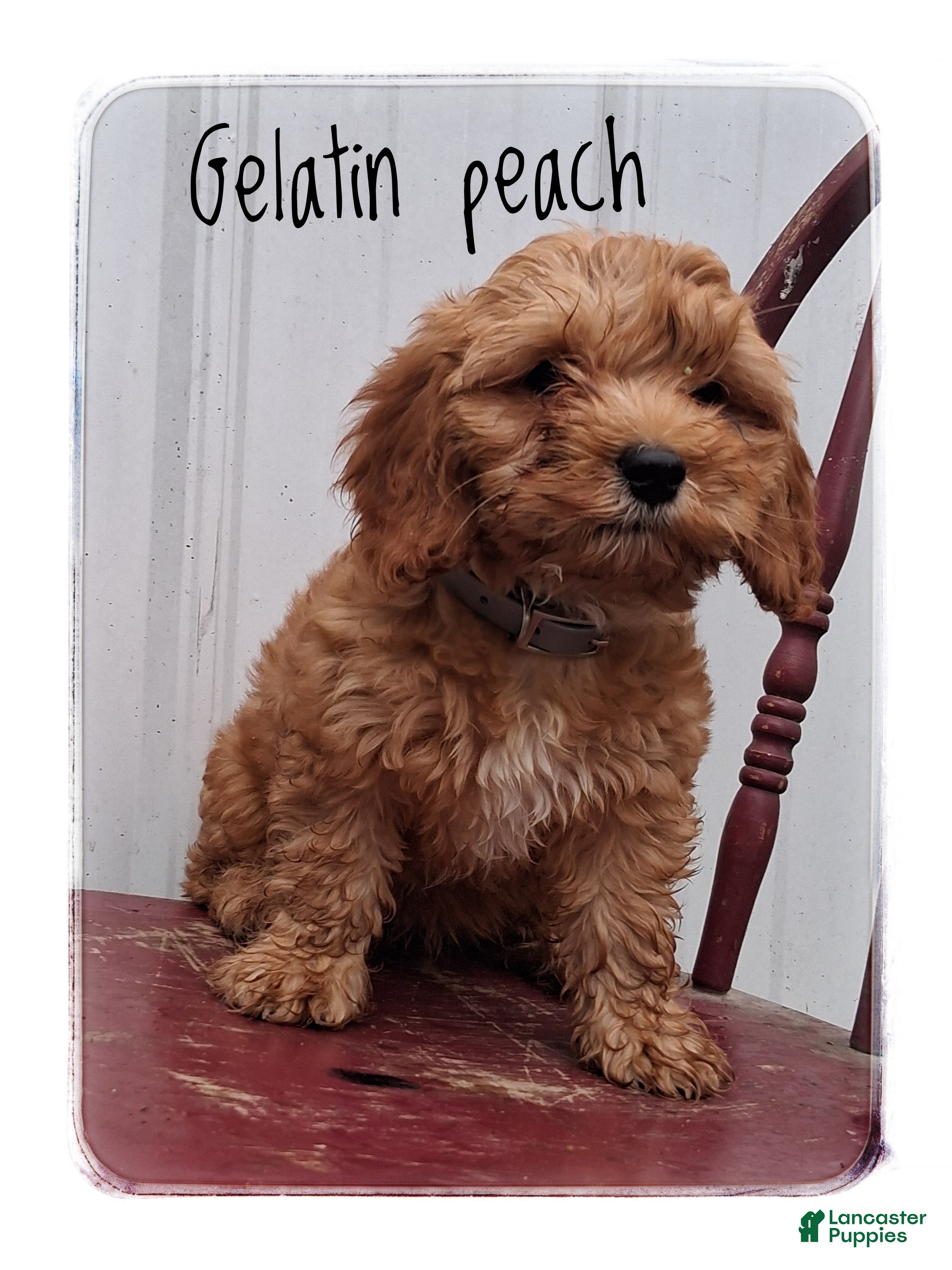 Cavapoo dogs Gelatin Peach - Ad 1