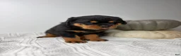 Rottweiler dogs for sale: Rottweiler 3 - Ad 4