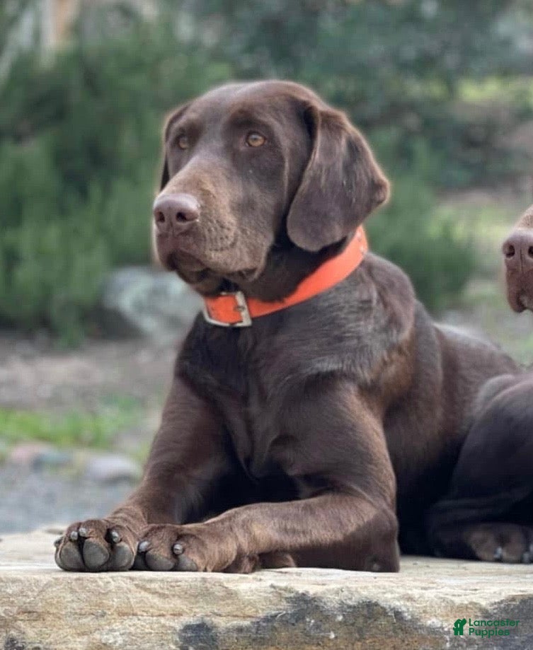 Labrador Retriever dogs Red Male - Ad 2