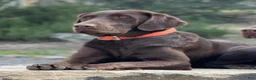 Labrador Retriever dogs for sale: Red Male - Ad 2
