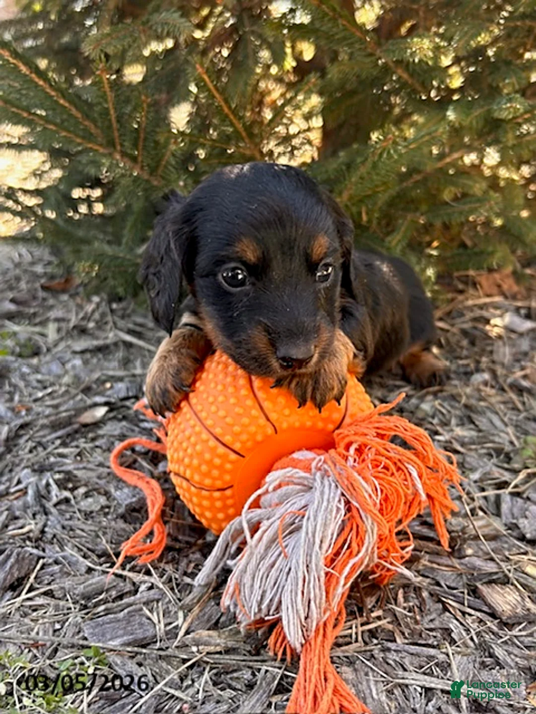 Dachshund dogs for sale: Darcy - Ad 1