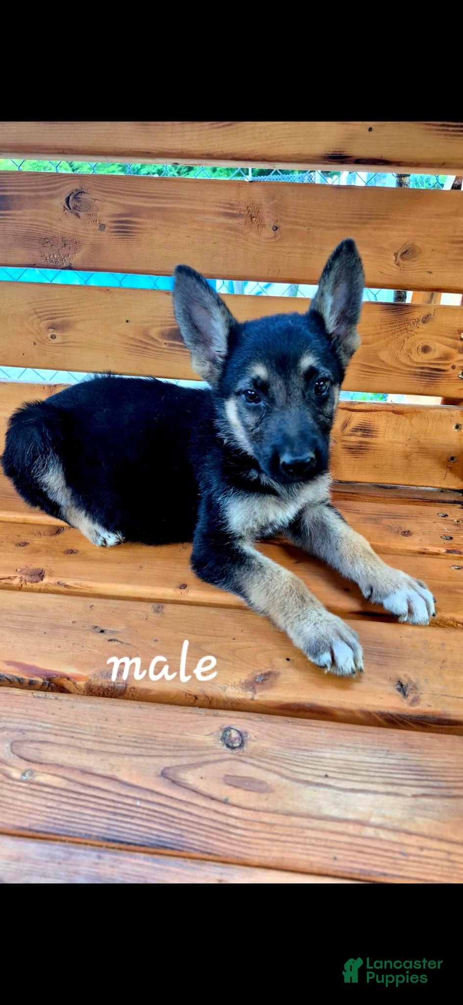 German Shepherd dogs Shadow - Ad 1
