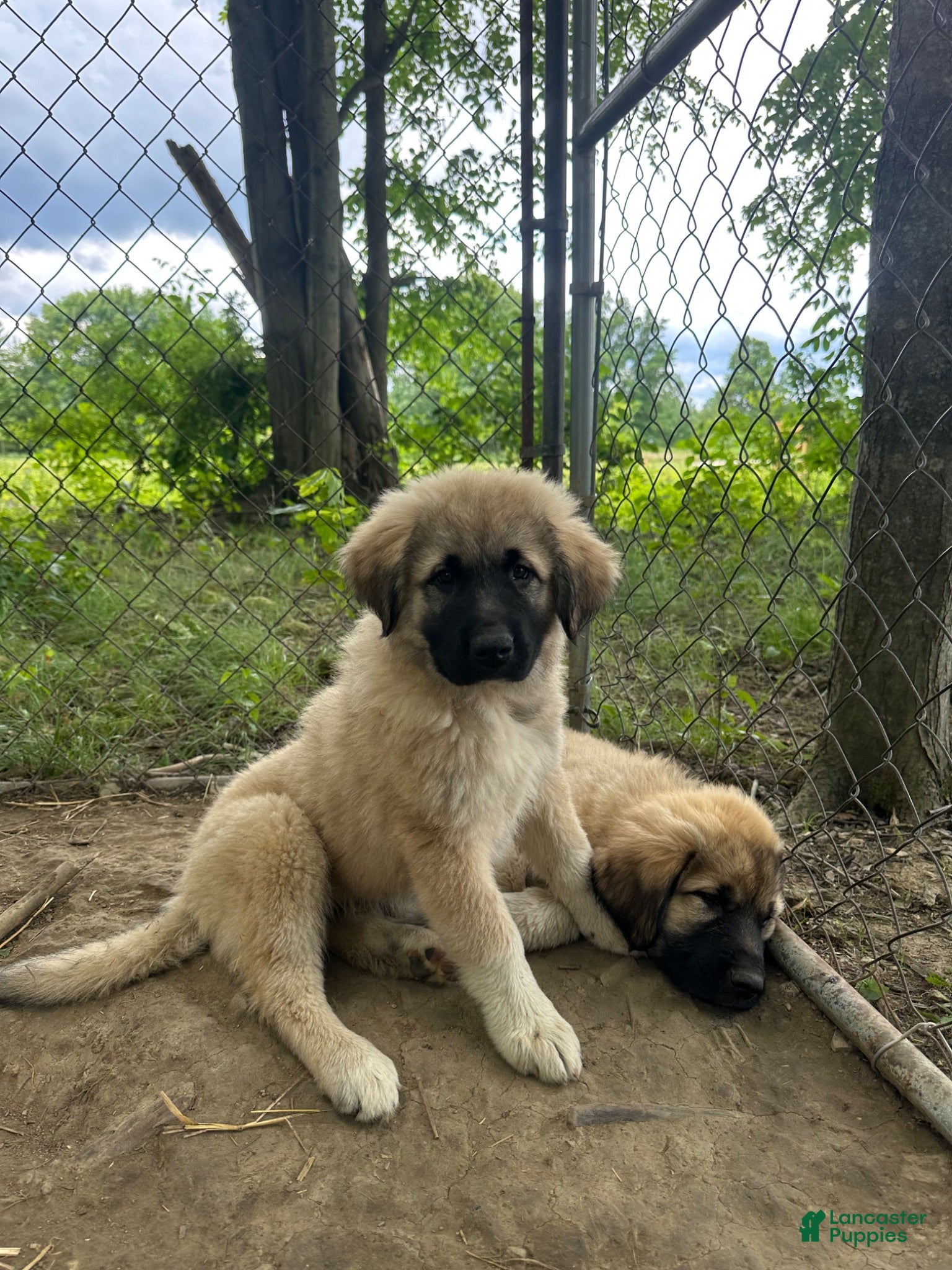 Anatolian Shepherd dogs Anatolian Shepherd 6 - Ad 1