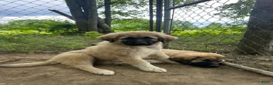 Anatolian Shepherd 6