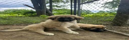Anatolian Shepherd dogs for sale: Anatolian Shepherd 6 - Ad 1