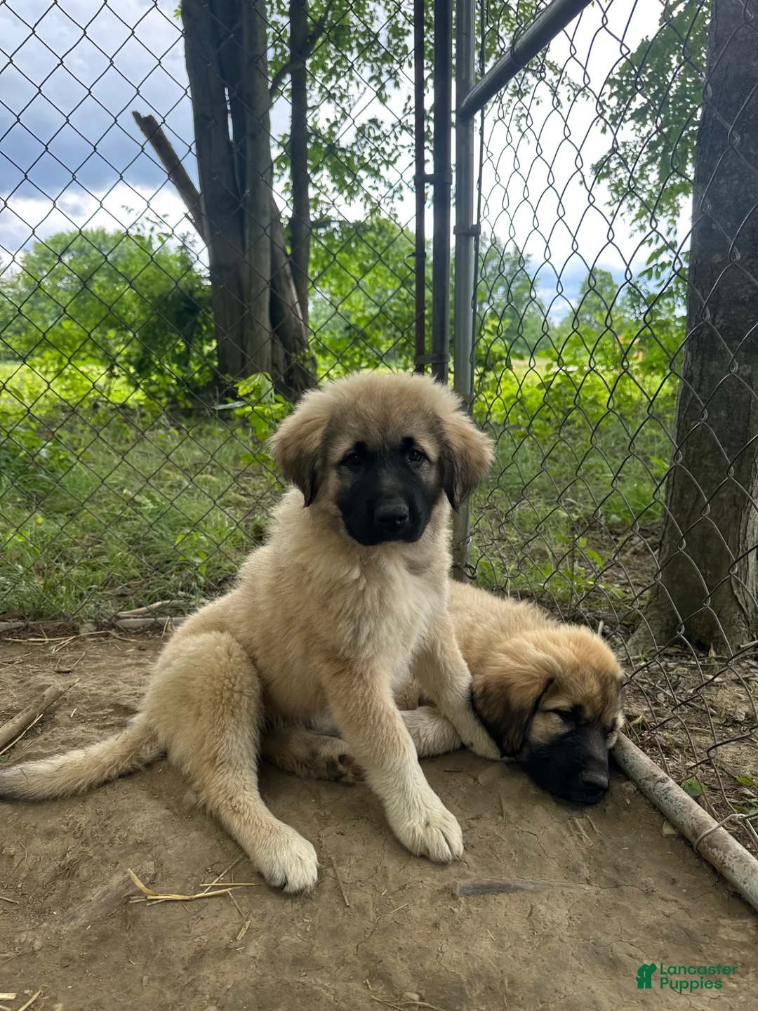 Anatolian Shepherd dogs for sale: Anatolian Shepherd 6 - Ad 1