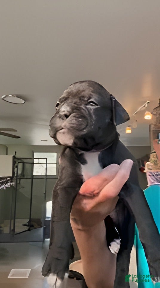 Boxer