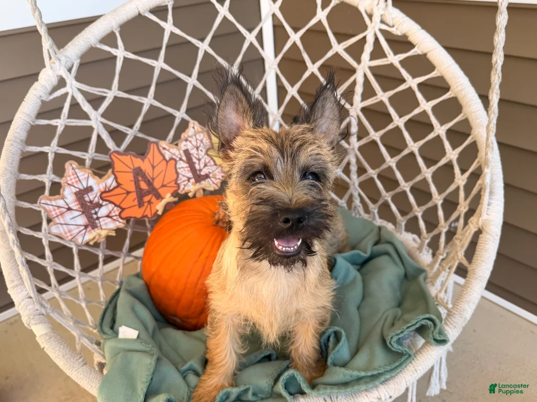 Cairn Terrier dogs for sale: Johnny  - Ad 1