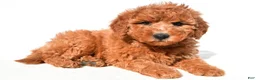 Mini Goldendoodle dogs for sale: Miley - Ad 6