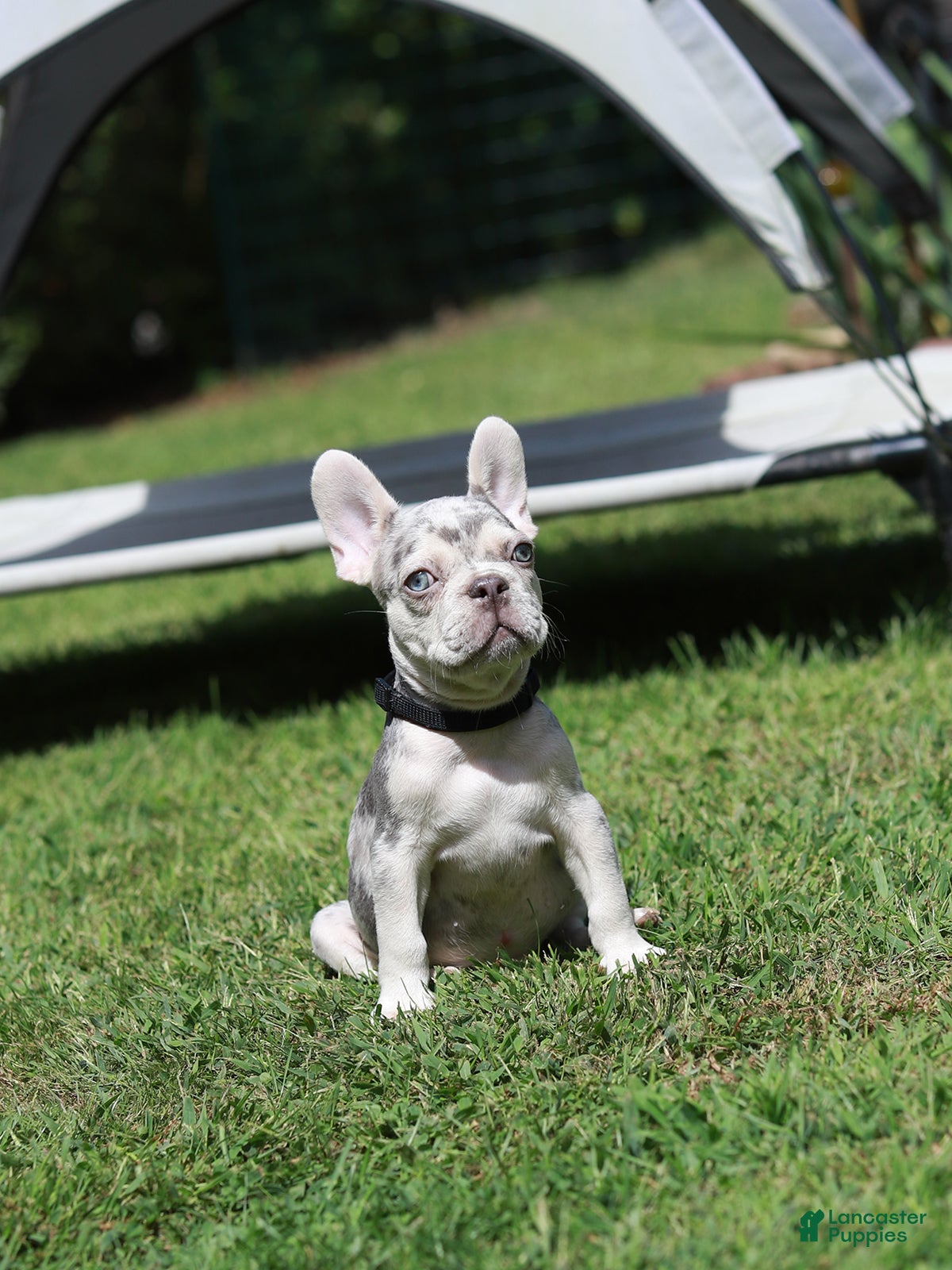 French Bulldog dogs Lux - Ad 1
