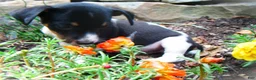 Jack Russell Terrier dogs for sale: Chester - Ad 3