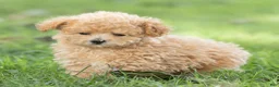 Maltipoo dogs for sale: Winston Maltipoo  - Ad 3