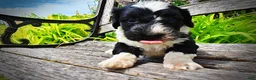 Havapoo dogs for sale: Savvy - Ad 6