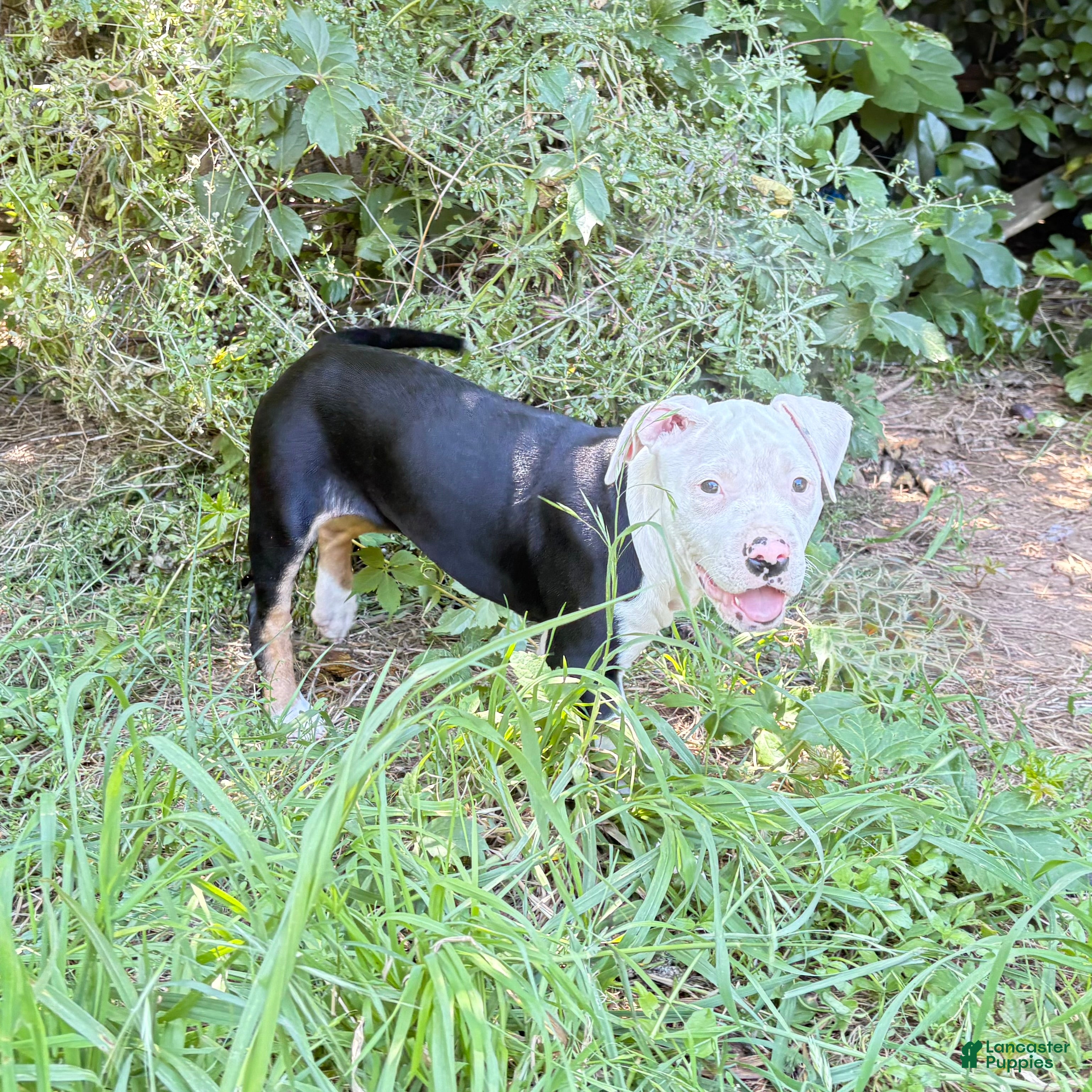 Mixed Breed dogs “Pearl”  - Ad 35