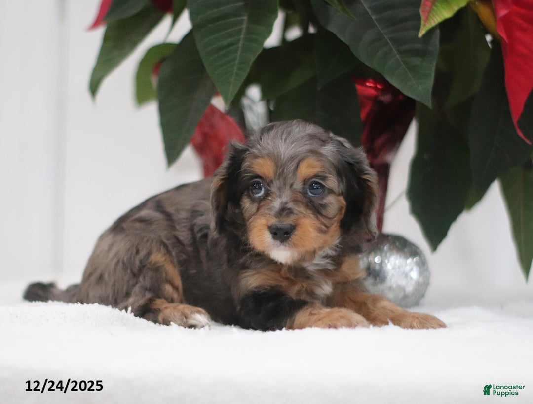 Cavapoo dogs for sale: Purdy - Ad 5