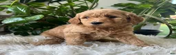 Mini Goldendoodle dogs for sale: Alyssa - Ad 4