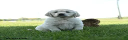 Golden Retriever dogs for sale: Logan - Ad 1