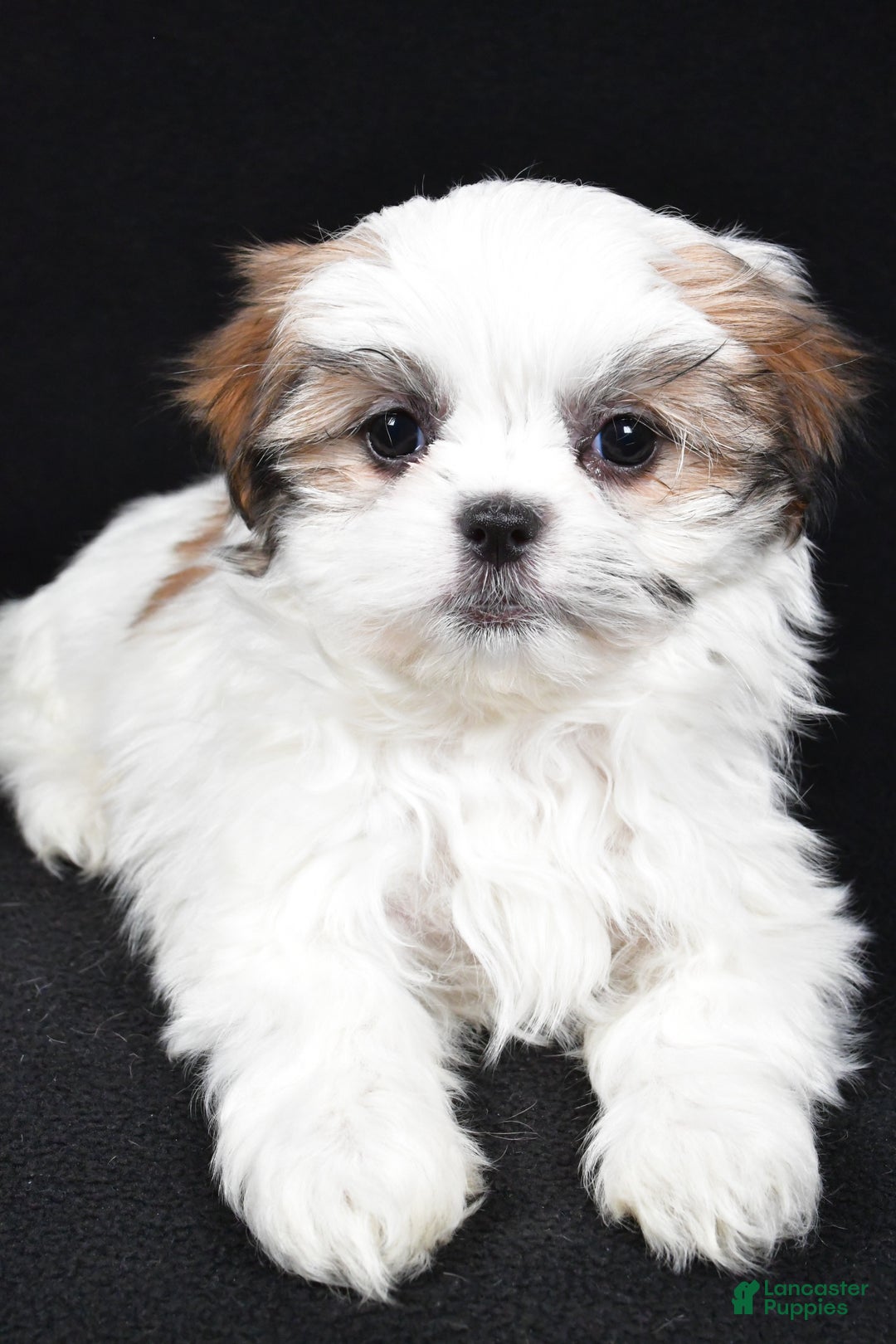 Malshi dogs for sale: Kathy - Ad 4