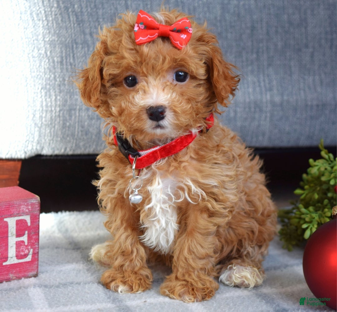 Maltipoo dogs for sale: Fargo - Ad 2
