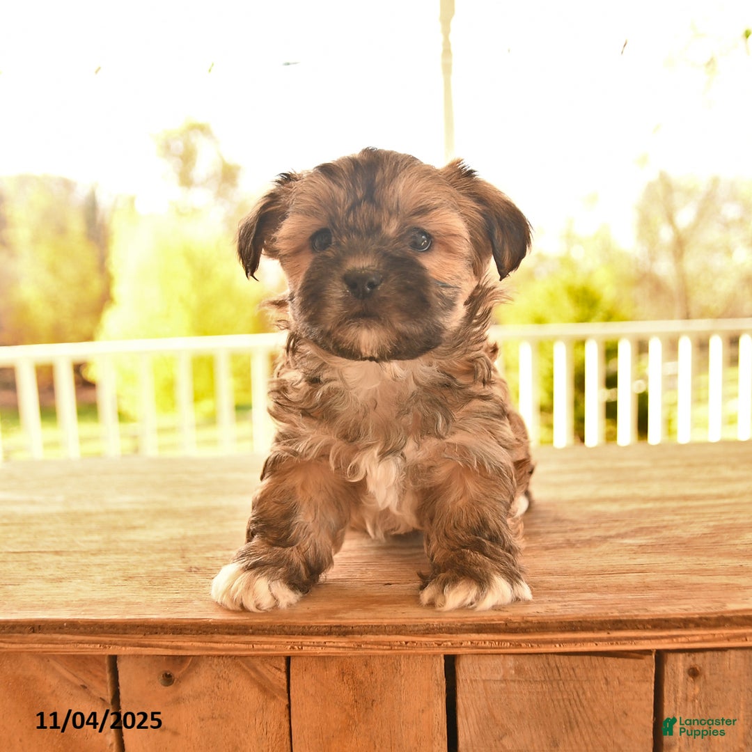 Shorkie dogs for sale: Meadow - Ad 1