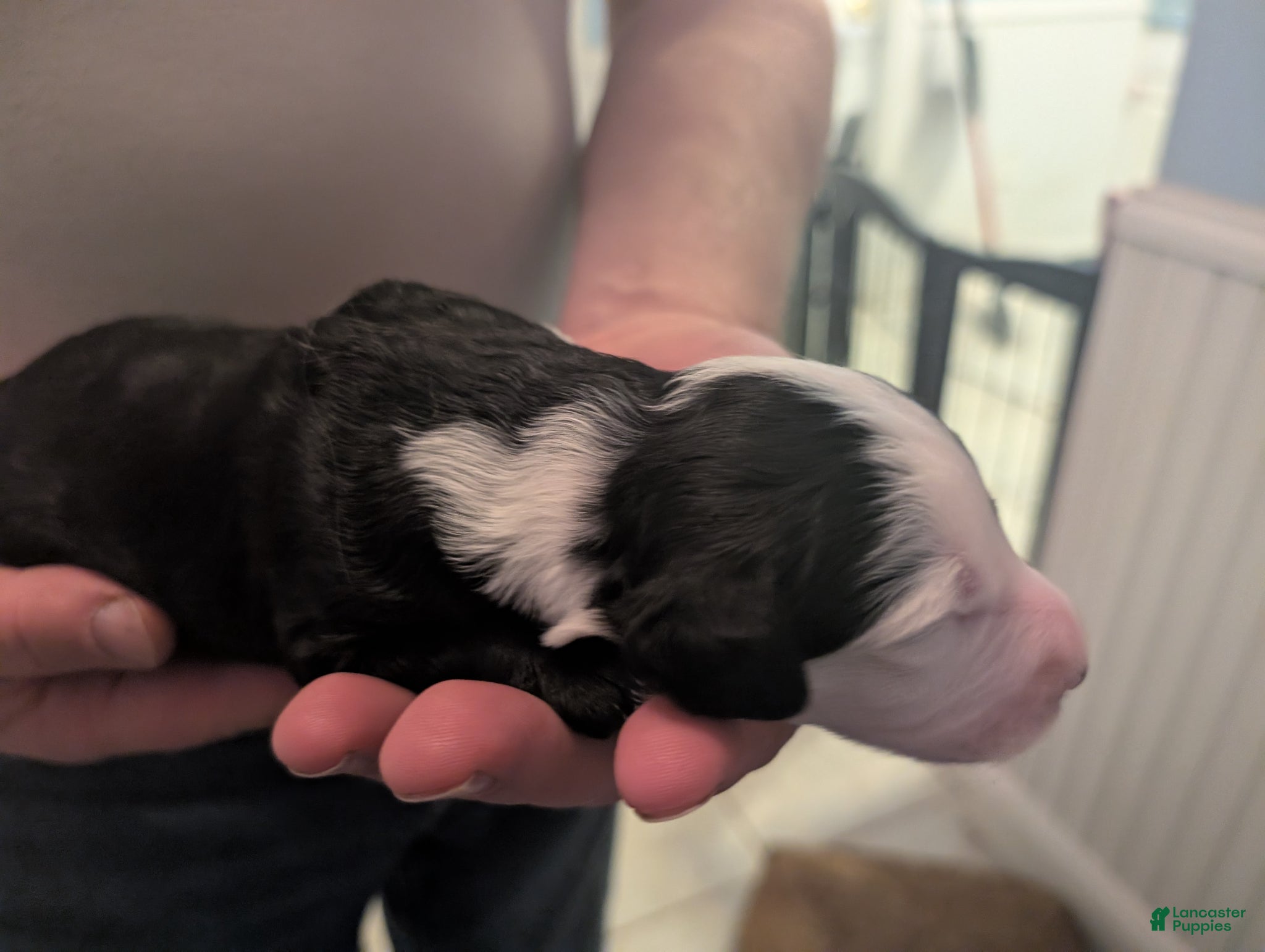 Sheepadoodle dogs Sheepadoodle Puppy 4 - Ad 9