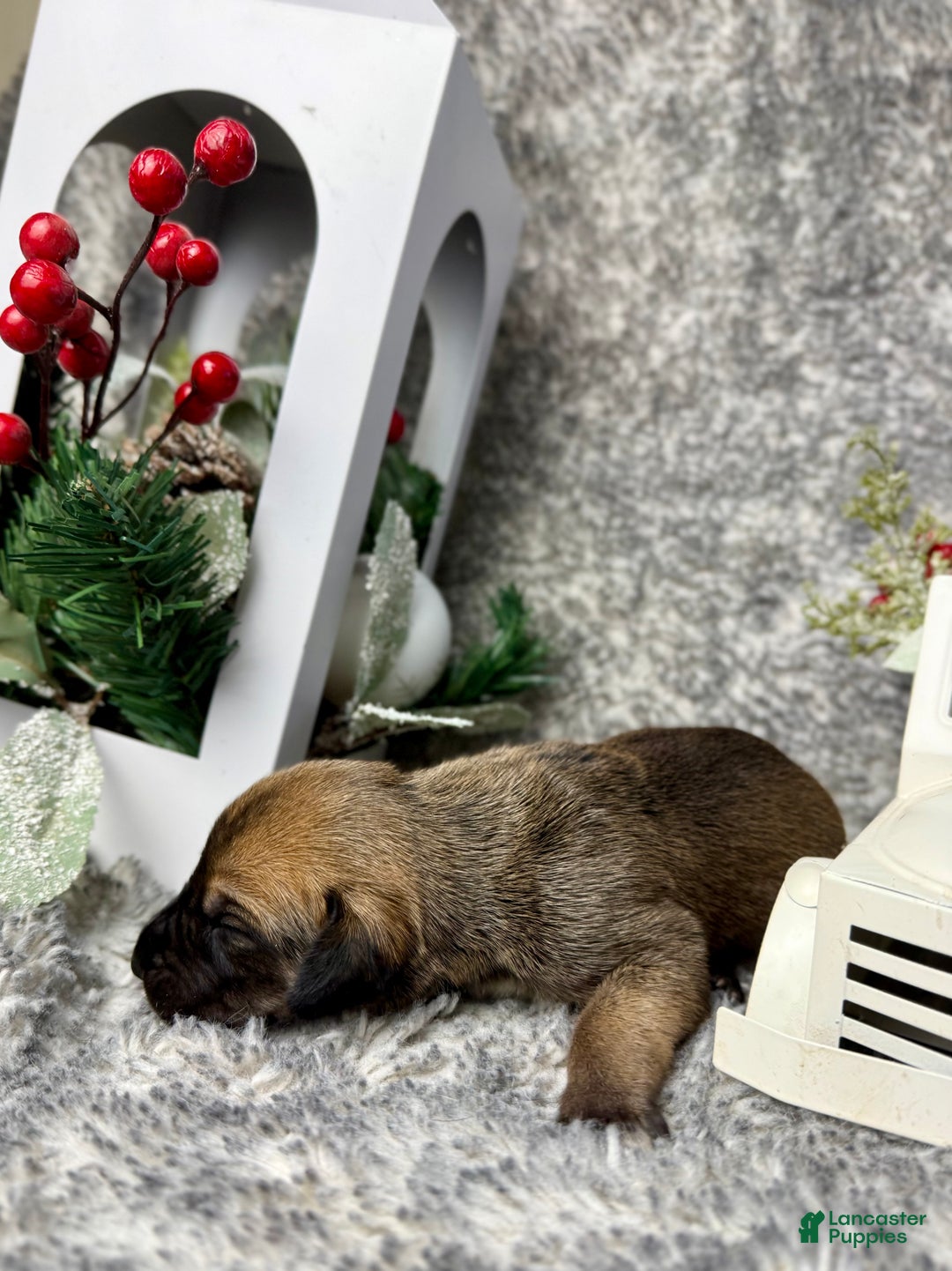 Great Dane dogs for sale: Ron Weasley - Ad 5