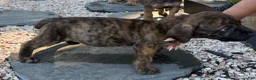 South African Boerboels dogs for sale: Blake - Ad 5