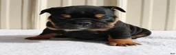 English Bulldog dogs for sale: Brandy - Ad 4