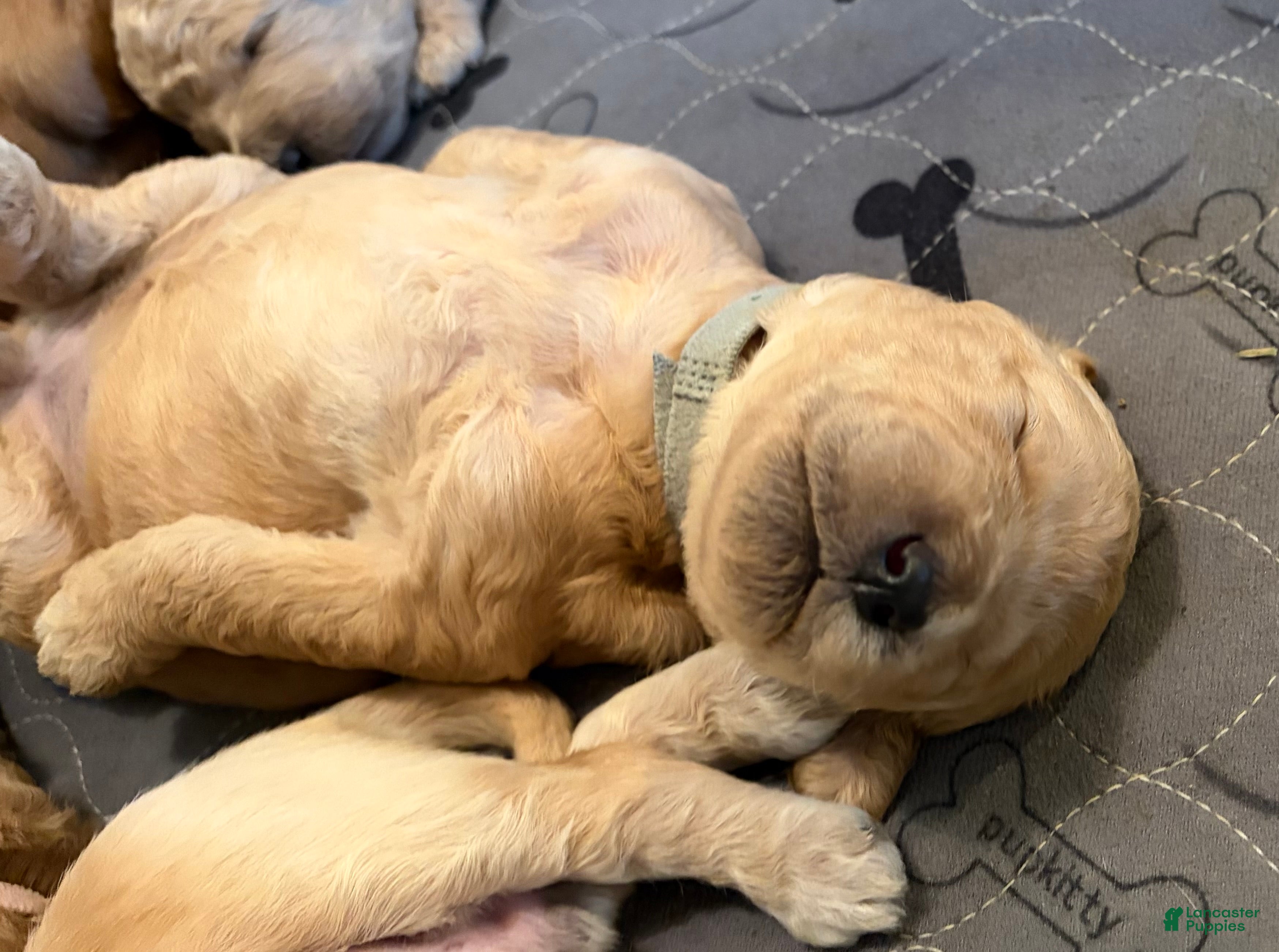 Goldendoodle dogs Maple - Ad 1