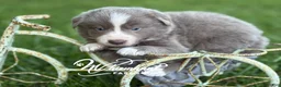 Border Collie dogs for sale: Lilac short hair - Ad 6