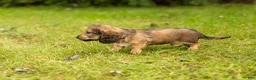 Miniature Dachshund dogs for sale: Silas  - Ad 3