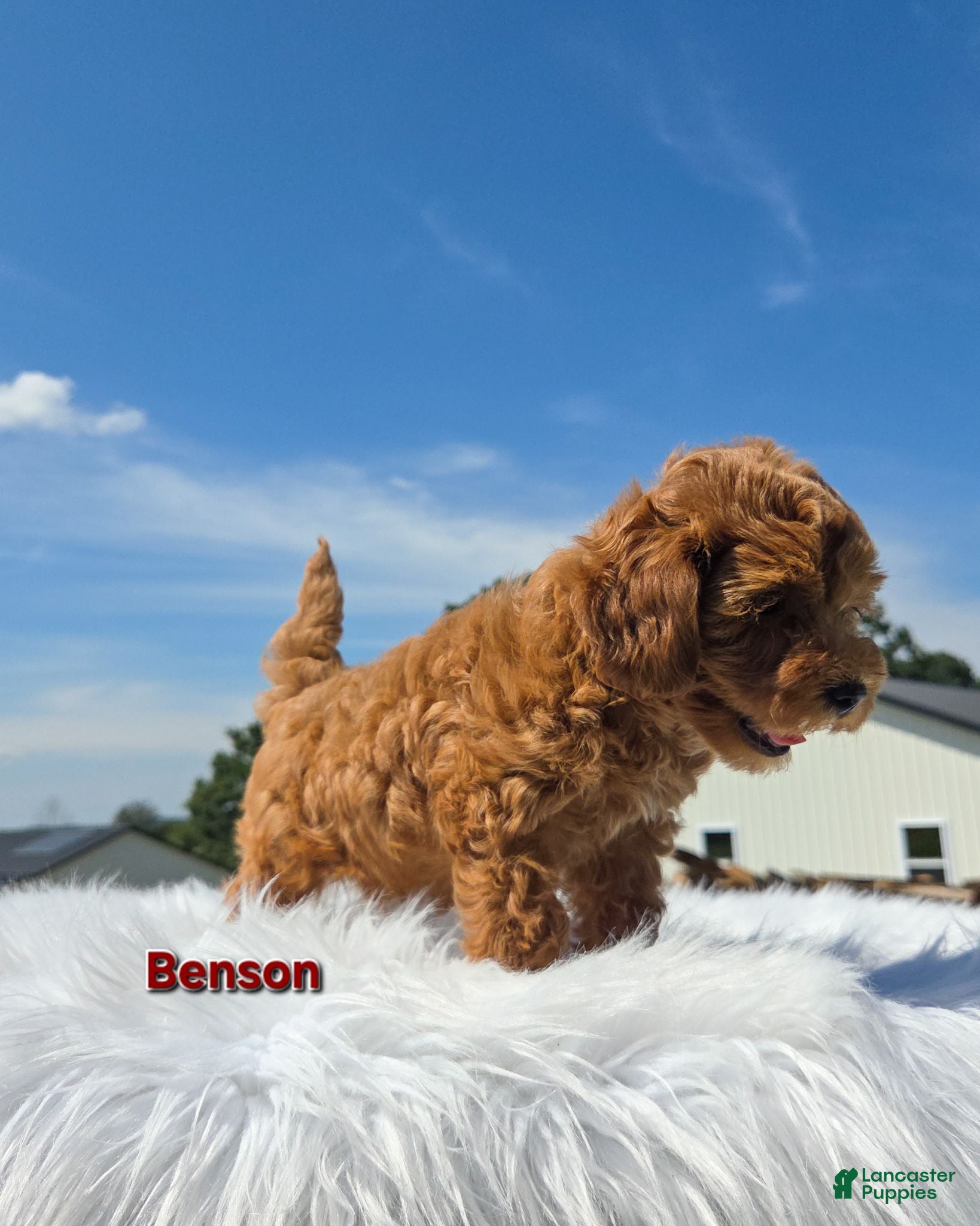 Maltipoo dogs Benson  - Ad 2