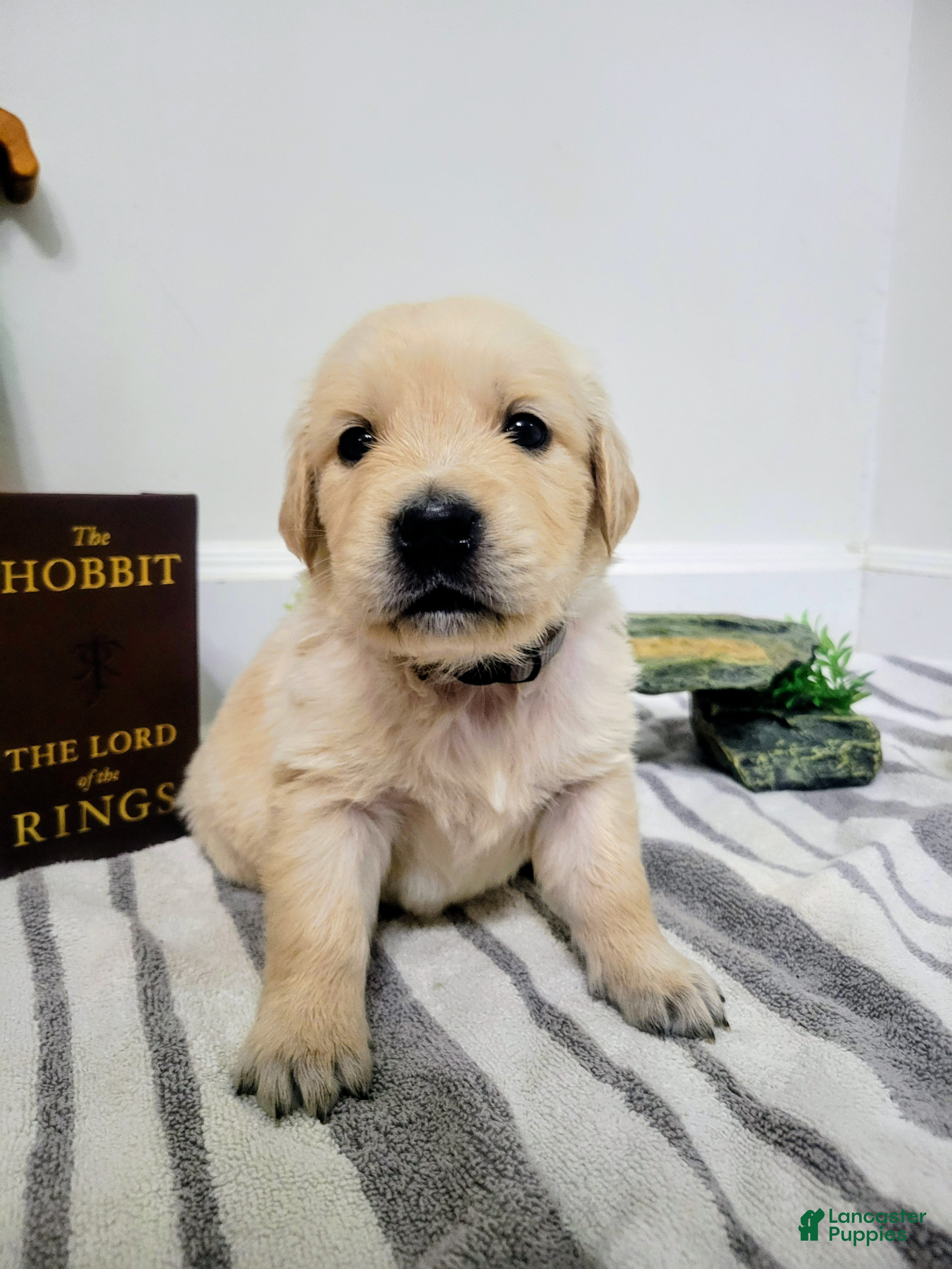 Golden Retriever dogs for sale: Gandalf, Champion Sired - Ad 2